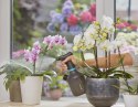 OPRYSKIWACZ CIŚNIENIOWY 1 L GARDENA